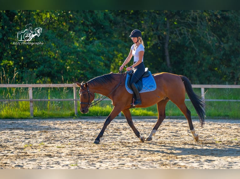 Caballo de equitación alemán pequeño Caballo castrado 16 años 165 cm Castaño in Herzberg am Harz