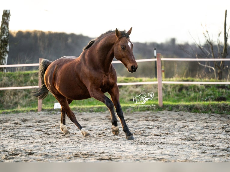 Caballo de equitación alemán pequeño Caballo castrado 16 años 165 cm Castaño in Herzberg am Harz