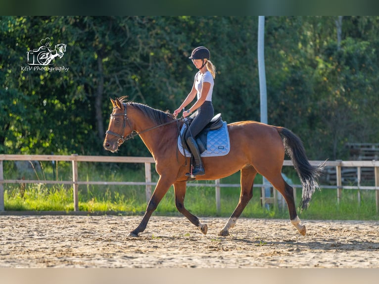 Caballo de equitación alemán pequeño Caballo castrado 16 años 165 cm Castaño in Herzberg am Harz