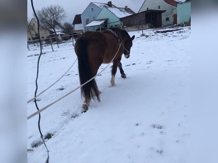 Caballo de equitación alemán pequeño Mestizo Caballo castrado 17 años 162 cm Castaño in Wörnitz