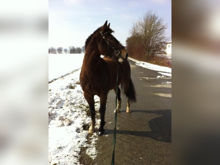 Caballo de equitación alemán pequeño Mestizo Caballo castrado 17 años 162 cm Castaño in Wörnitz