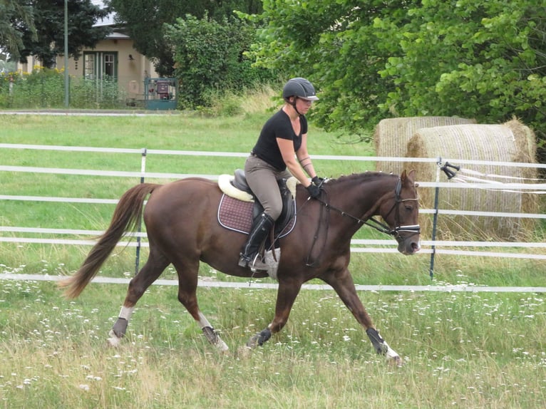 Caballo de equitación alemán pequeño Caballo castrado 18 años 148 cm Alazán-tostado in Rubkow