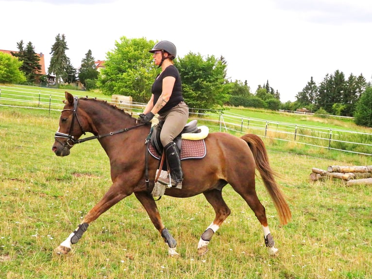 Caballo de equitación alemán pequeño Caballo castrado 18 años 148 cm Alazán-tostado in Rubkow