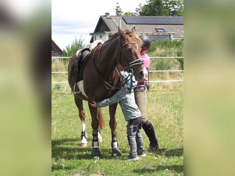 Caballo de equitación alemán pequeño Caballo castrado 18 años 148 cm Alazán-tostado in Rubkow