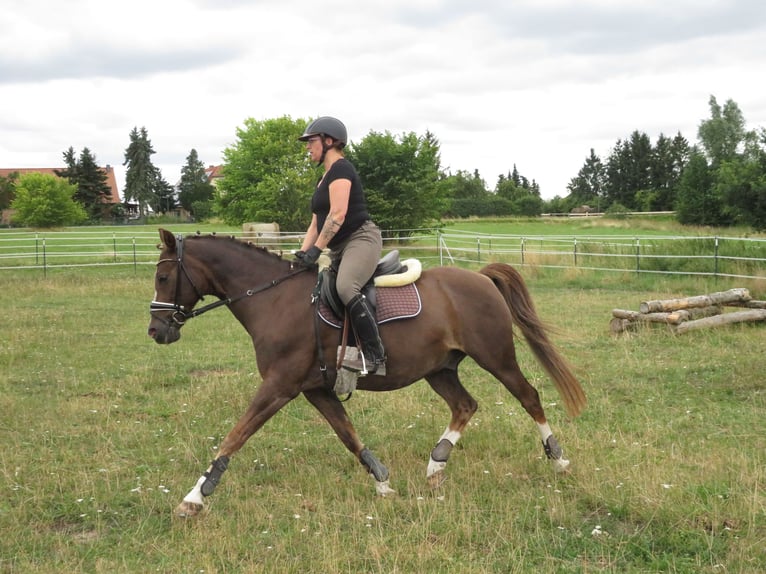 Caballo de equitación alemán pequeño Caballo castrado 18 años 148 cm Alazán-tostado in Rubkow