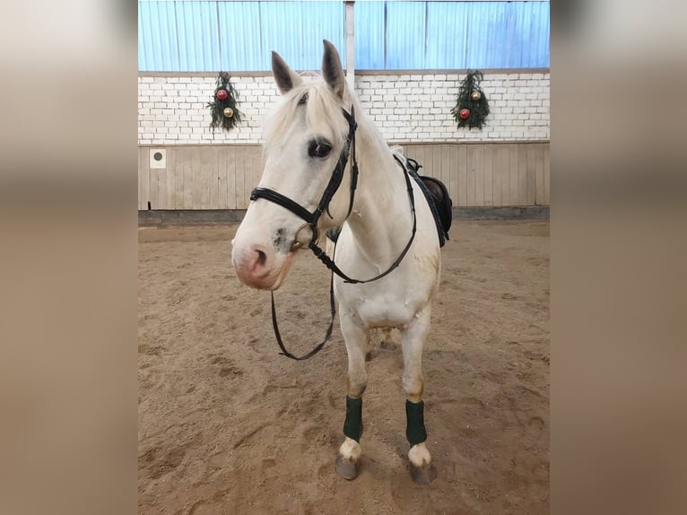 Caballo de equitación alemán pequeño Caballo castrado 18 años 150 cm Tordo in Wettstetten-Echenzell