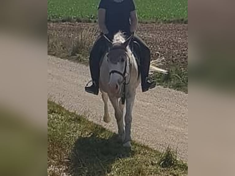 Caballo de equitación alemán pequeño Caballo castrado 18 años 150 cm Tordo in Wettstetten-Echenzell