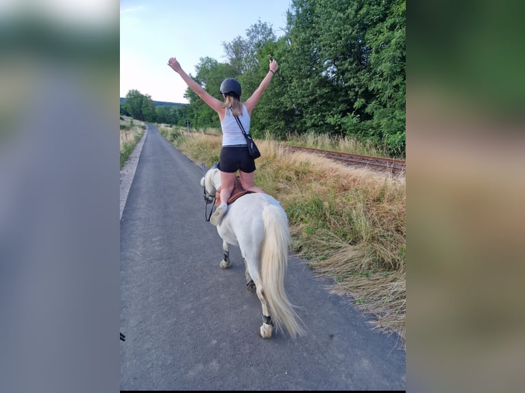 Caballo de equitación alemán pequeño Mestizo Caballo castrado 19 años 130 cm Tordo picazo in Schweppenhausen