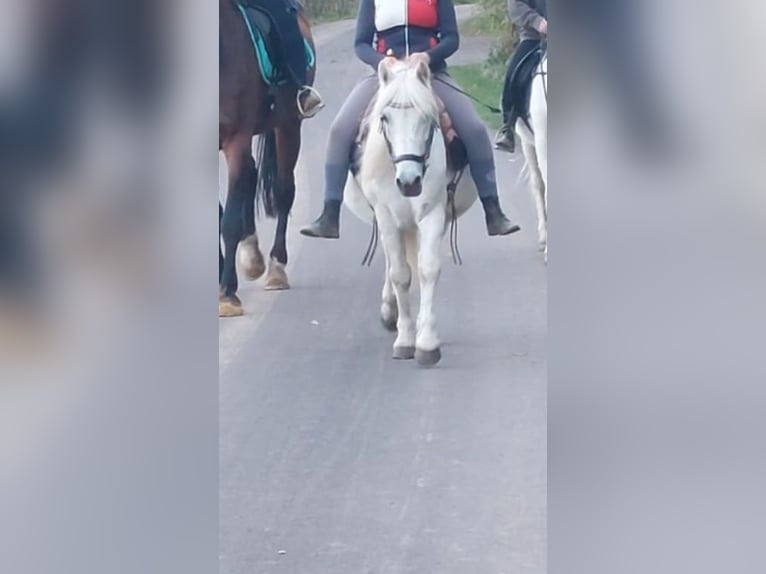 Caballo de equitación alemán pequeño Mestizo Caballo castrado 19 años 130 cm Tordo picazo in Schweppenhausen