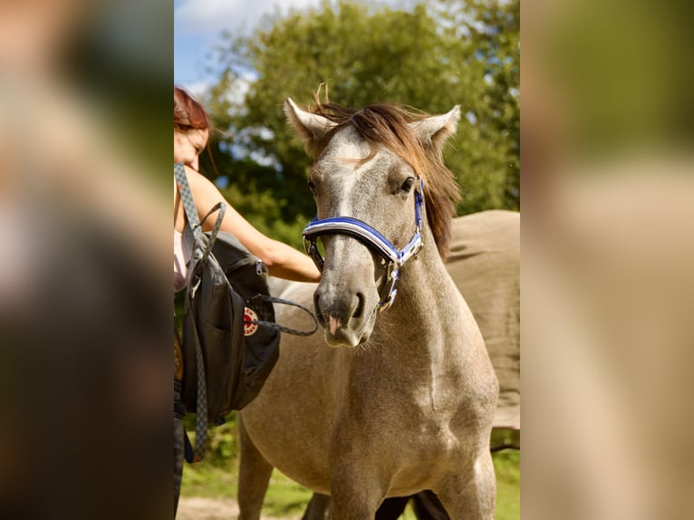 Caballo de equitación alemán pequeño Caballo castrado 1 año 134 cm Musgo in Mülheim an der Ruhr