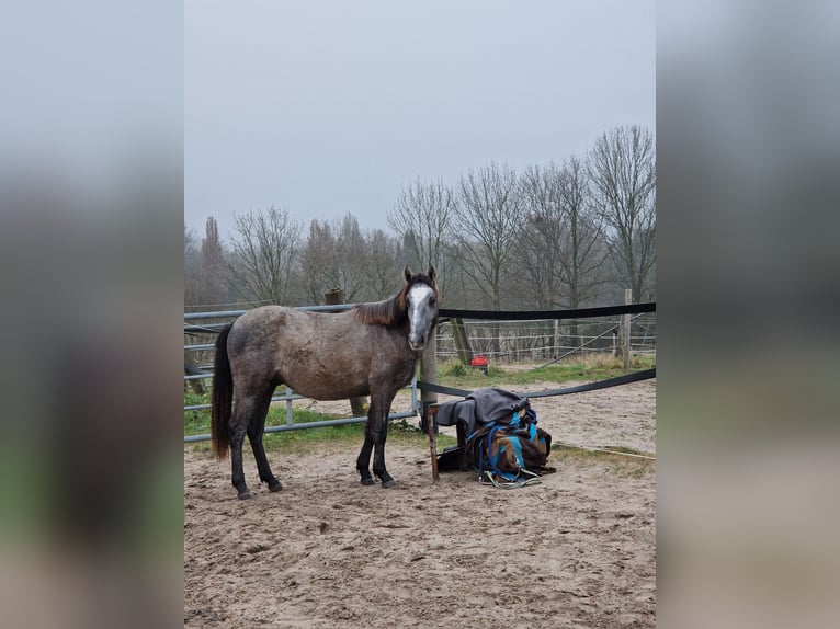 Caballo de equitación alemán pequeño Caballo castrado 1 año 137 cm Tordo in Mülheim