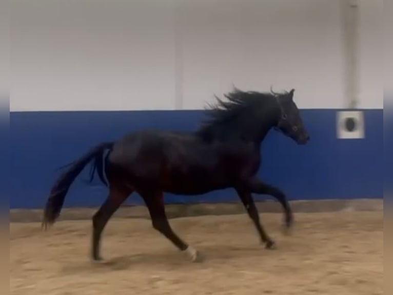 Caballo de equitación alemán pequeño Caballo castrado 1 año 148 cm Morcillo in Billigheim-Ingenheim