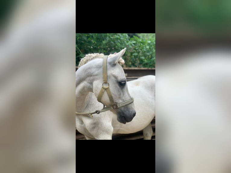 Caballo de equitación alemán pequeño Mestizo Caballo castrado 20 años 130 cm Tordo picazo in Schweppenhausen