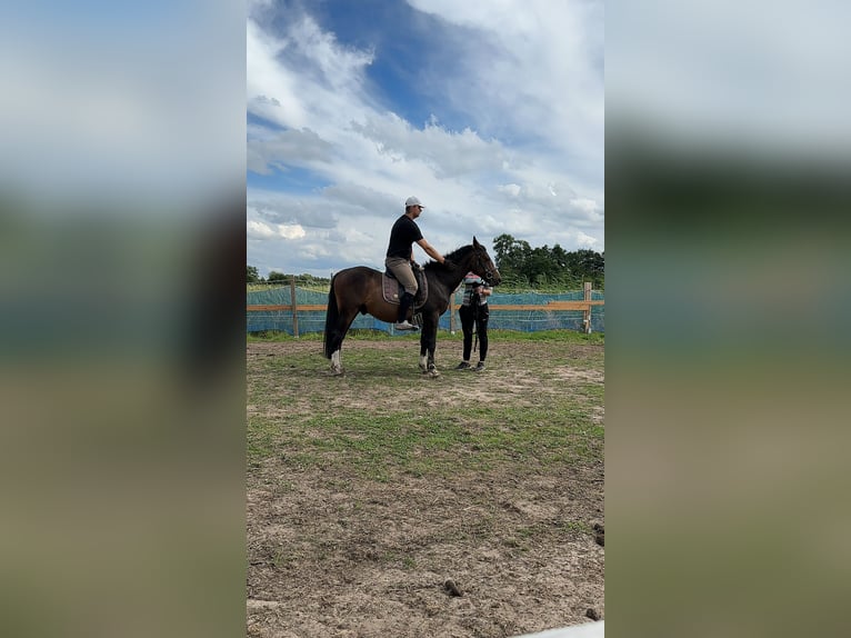 Caballo de equitación alemán pequeño Caballo castrado 2 años 150 cm Negro in Wentorf