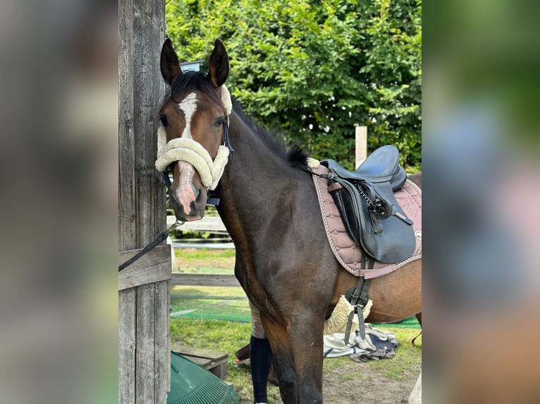 Caballo de equitación alemán pequeño Caballo castrado 2 años 150 cm Negro in Wentorf