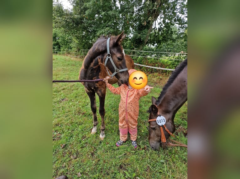 Caballo de equitación alemán pequeño Mestizo Caballo castrado 2 años 150 cm Negro in Südbrookmerland Victorbur