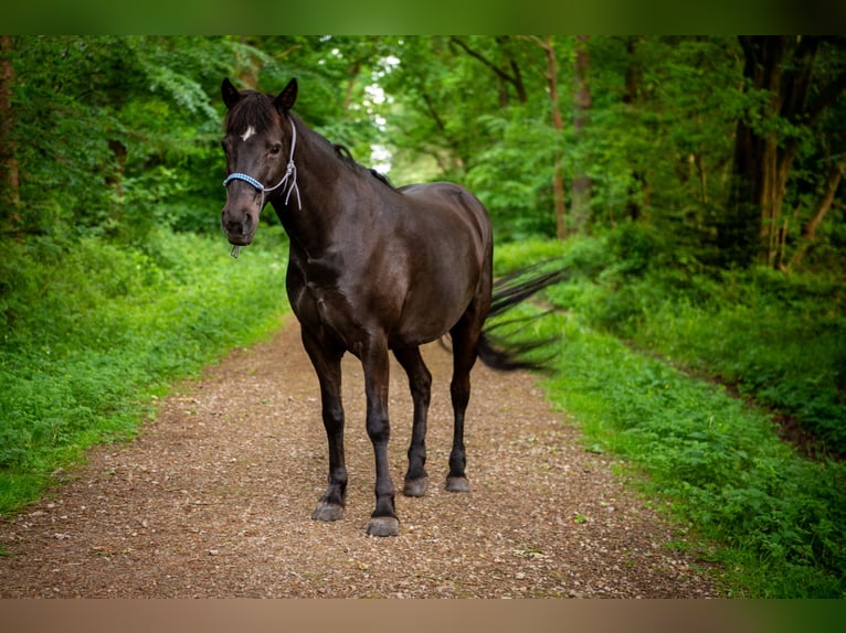 Caballo de equitación alemán pequeño Mestizo Caballo castrado 2 años 150 cm Negro in Südbrookmerland Victorbur