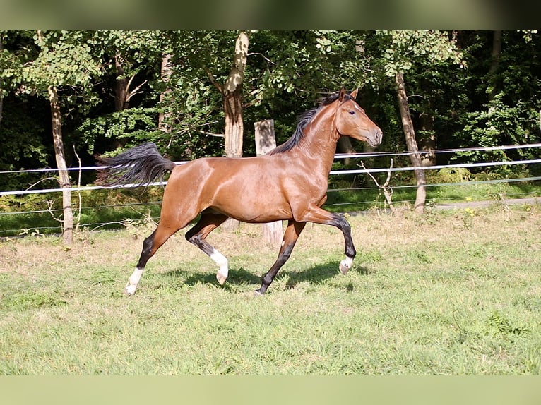 Caballo de equitación alemán pequeño Caballo castrado 2 años 155 cm Castaño in Winsen (Luhe)