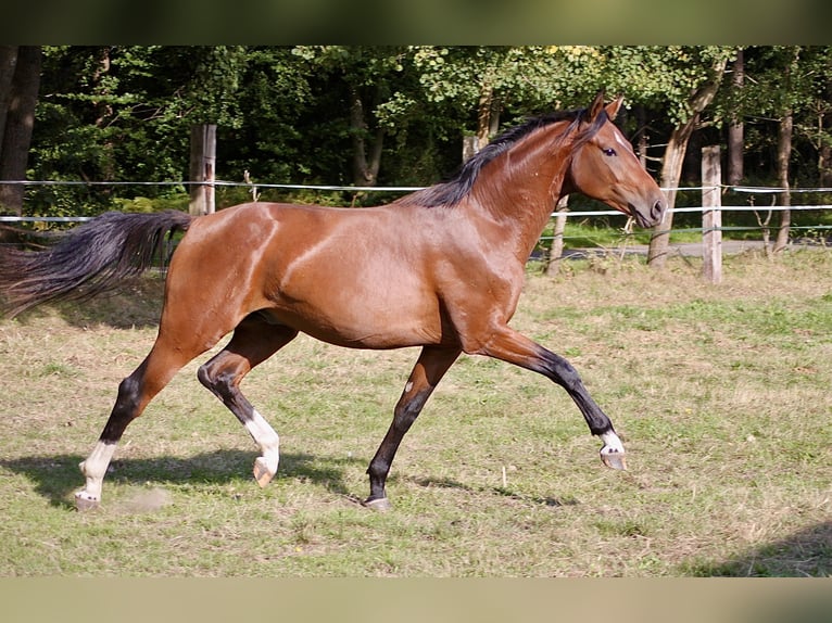 Caballo de equitación alemán pequeño Caballo castrado 2 años 155 cm Castaño in Winsen (Luhe)