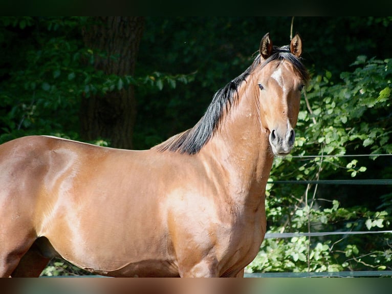 Caballo de equitación alemán pequeño Caballo castrado 2 años 155 cm Castaño in Winsen (Luhe)