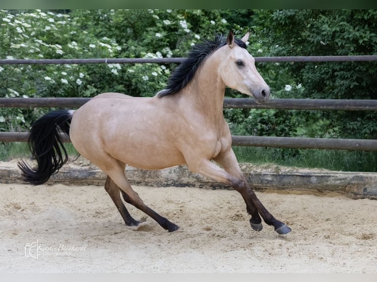 Caballo de equitación alemán pequeño Caballo castrado 2 años 160 cm Buckskin/Bayo in Ratingen