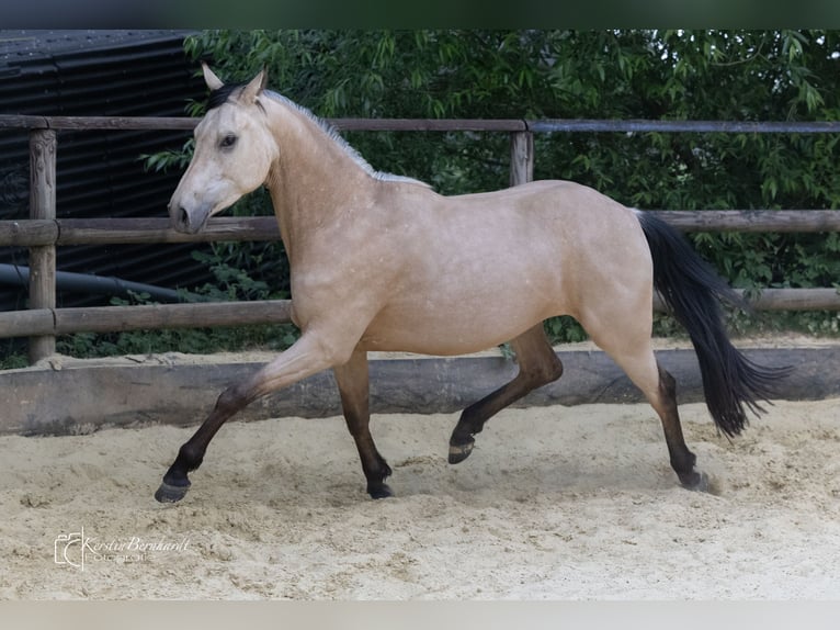 Caballo de equitación alemán pequeño Caballo castrado 2 años 160 cm Buckskin/Bayo in Ratingen