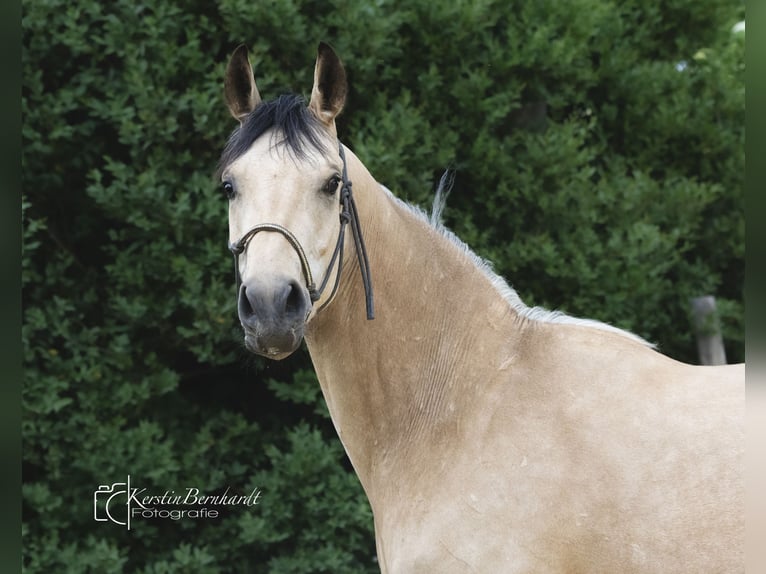 Caballo de equitación alemán pequeño Caballo castrado 2 años 160 cm Buckskin/Bayo in Ratingen