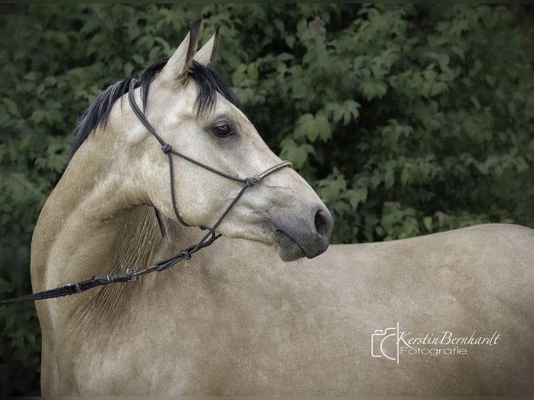 Caballo de equitación alemán pequeño Caballo castrado 2 años 160 cm Buckskin/Bayo in Ratingen