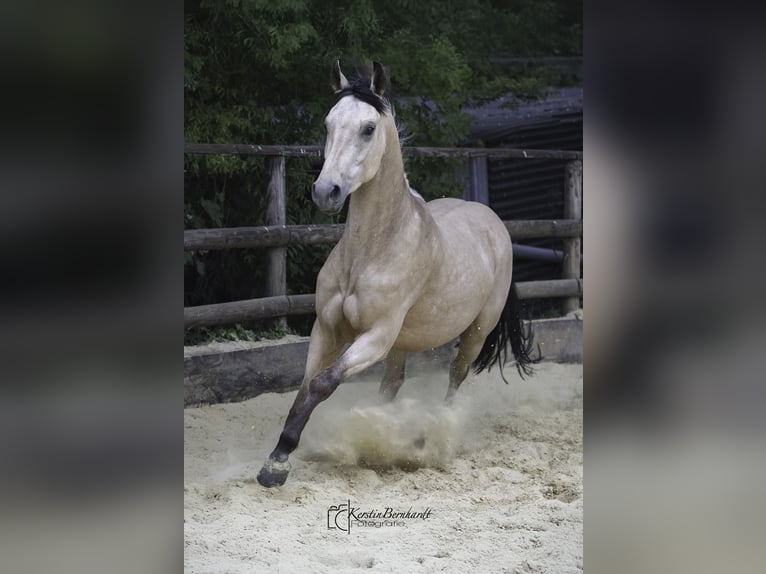 Caballo de equitación alemán pequeño Caballo castrado 2 años 160 cm Buckskin/Bayo in Ratingen