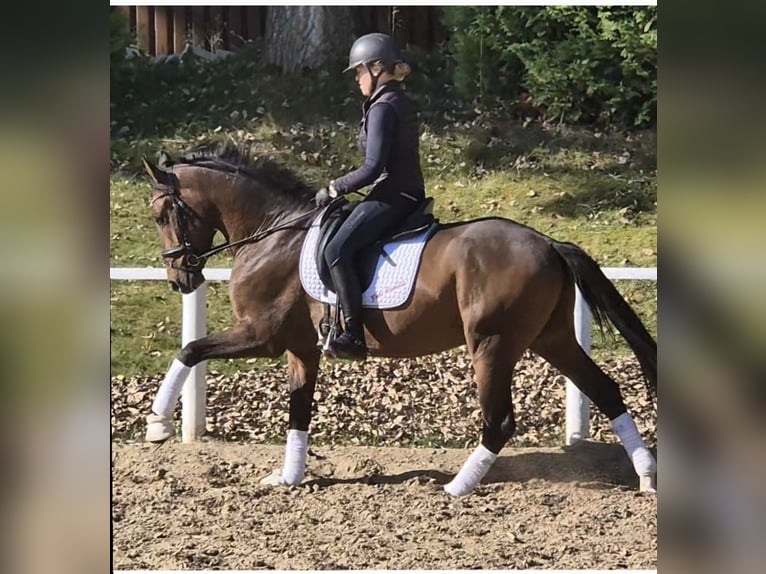 Caballo de equitación alemán pequeño Caballo castrado 3 años 155 cm Castaño in Schönhorst