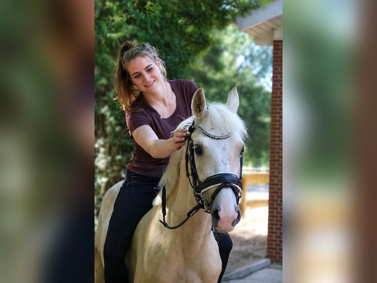 Caballo de equitación alemán pequeño Caballo castrado 4 años 140 cm Palomino in Fürstenau