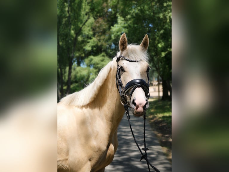Caballo de equitación alemán pequeño Caballo castrado 4 años 140 cm Palomino in Fürstenau