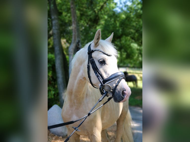 Caballo de equitación alemán pequeño Caballo castrado 4 años 140 cm Palomino in Fürstenau