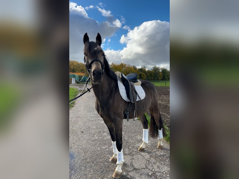 Caballo de equitación alemán pequeño Caballo castrado 4 años 153 cm Buckskin/Bayo in Grevenbroich