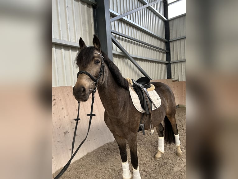 Caballo de equitación alemán pequeño Caballo castrado 4 años 153 cm Buckskin/Bayo in Grevenbroich