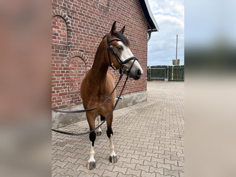 Caballo de equitación alemán pequeño Caballo castrado 5 años 146 cm Castaño in Bocholt