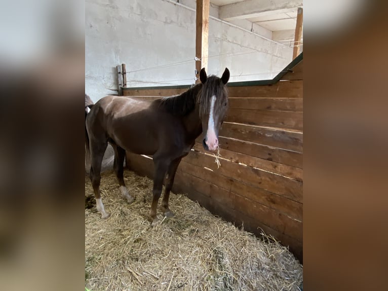 Caballo de equitación alemán pequeño Caballo castrado 5 años 150 cm Alazán-tostado in Herzberg