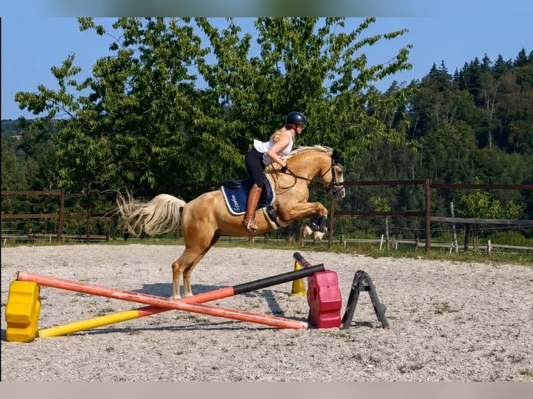 Caballo de equitación alemán pequeño Caballo castrado 7 años 154 cm Palomino in Krunkel