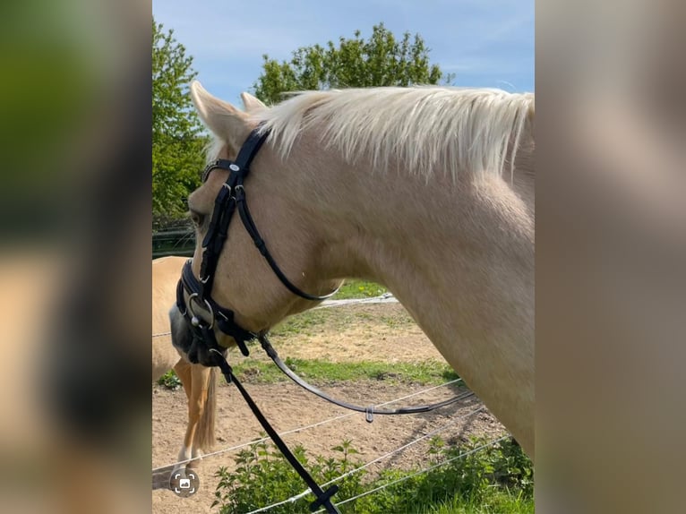 Caballo de equitación alemán pequeño Caballo castrado 7 años 155 cm Palomino in Horhausen