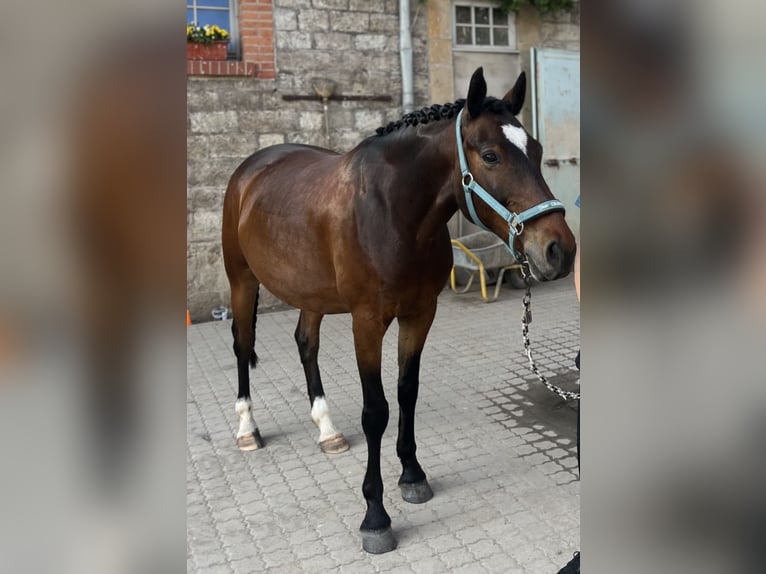 Caballo de equitación alemán pequeño Caballo castrado 8 años 150 cm Castaño in Wutha-Farnroda