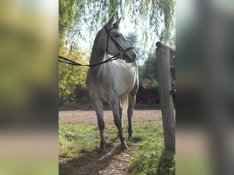 Caballo de equitación alemán pequeño Caballo castrado 9 años 152 cm Bayo in Gladenbach