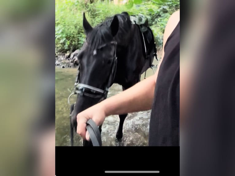 Caballo de equitación alemán pequeño Caballo castrado 9 años 162 cm Negro in Aachen