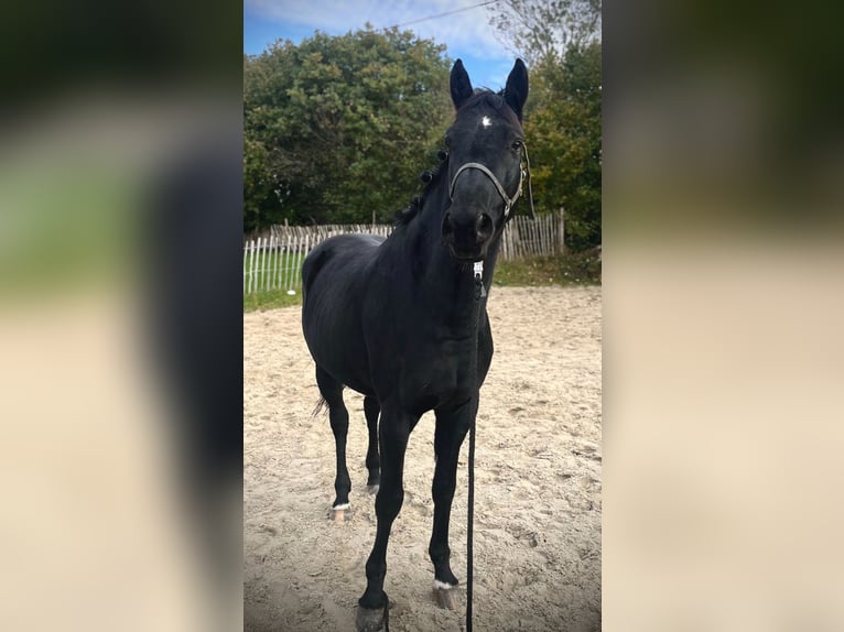 Caballo de equitación alemán pequeño Caballo castrado 9 años 162 cm Negro in Aachen