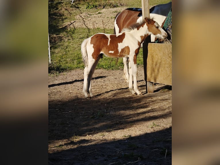 Caballo de equitación alemán pequeño Mestizo Semental 1 año 130 cm Pío in Rümpel