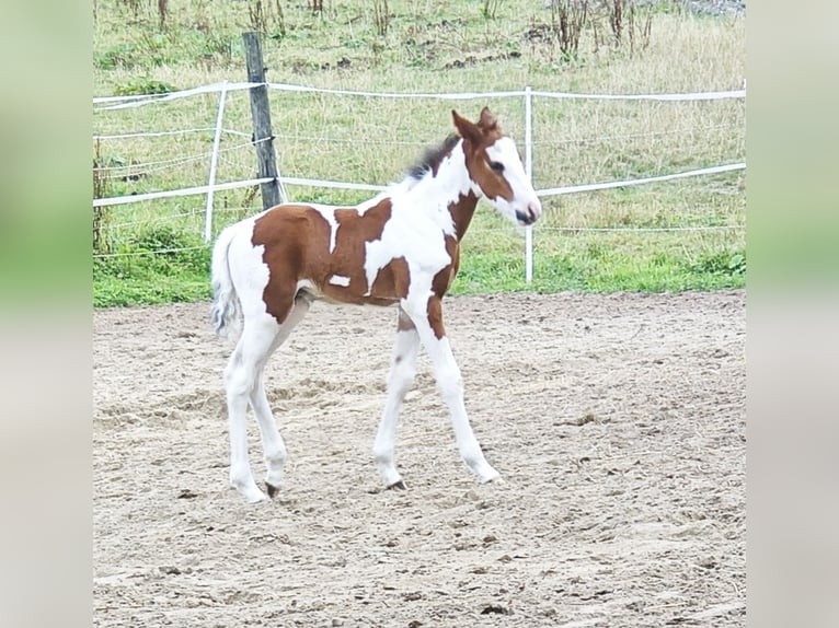 Caballo de equitación alemán pequeño Mestizo Semental 1 año 130 cm Pío in Rümpel