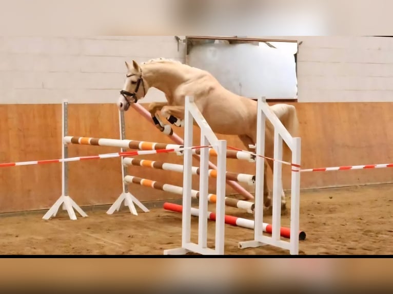 Caballo de equitación alemán pequeño Semental 1 año 134 cm Castaño in Rodewald
