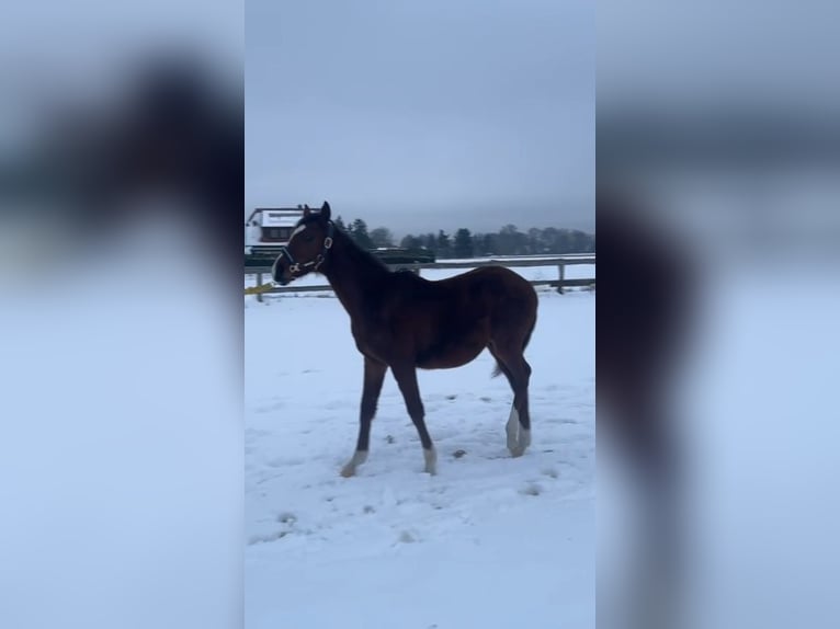 Caballo de equitación alemán pequeño Semental 1 año 140 cm Castaño in Rodewald