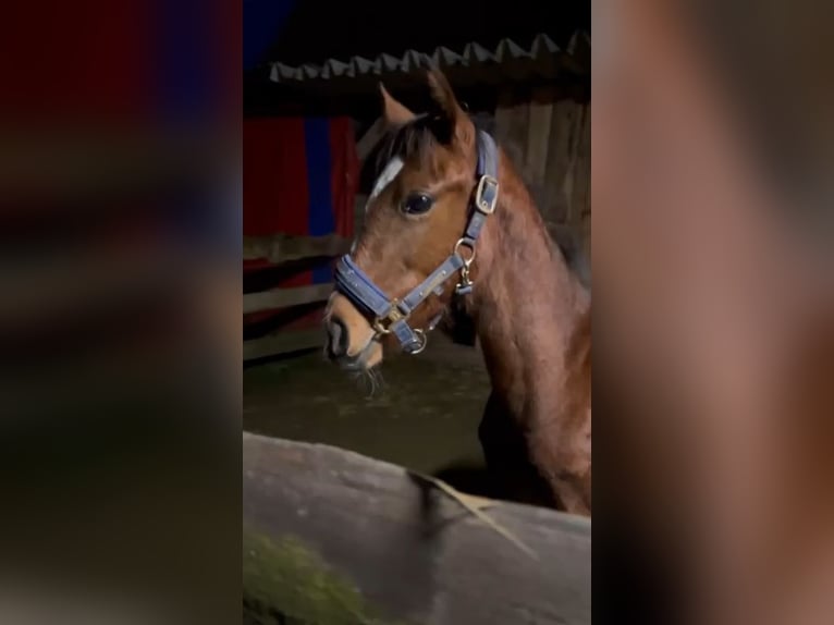 Caballo de equitación alemán pequeño Semental 1 año 140 cm Castaño in Rodewald