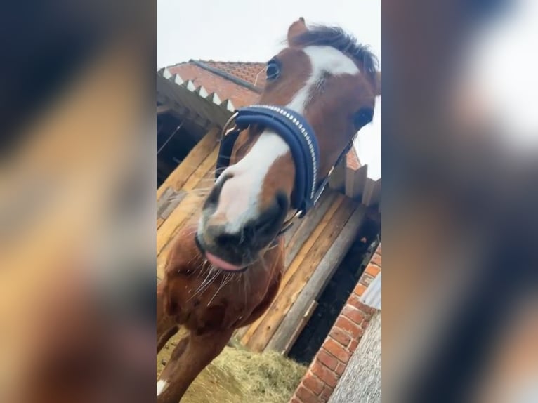 Caballo de equitación alemán pequeño Semental 1 año 140 cm Castaño in Rodewald