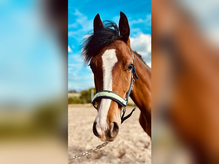 Caballo de equitación alemán pequeño Semental 1 año 155 cm in J&#xFC;trichau